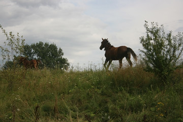Obraz na płótnie Canvas horses running across a rural field