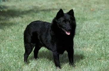 Schipperke Dos standing on Lawn