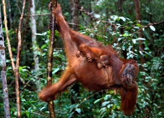 Orang Utan, pongo pygmaeus, Mother with Young hanging from Branch, Borneo