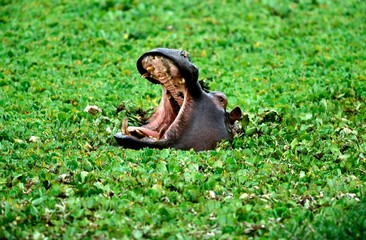 Hippopotamus, hippopotamus amphibius, Adult Yawning, with Open Mouth, Masai Mara Park in Kenya