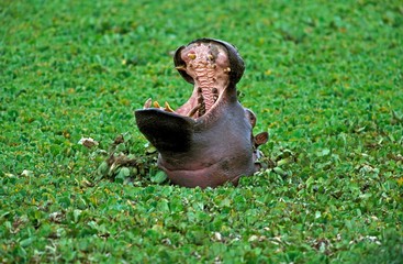 Hippopotamus, hippopotamus amphibius, Adult Yawning, with Open Mouth, Masai Mara Park in Kenya