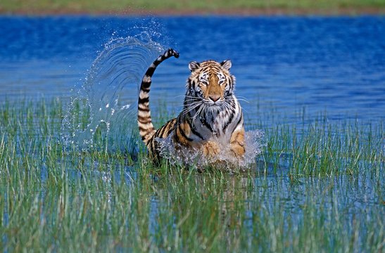 Bengal Tiger, panthera tigris tigris, Adult running through Water