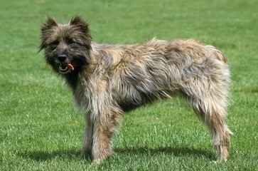 Pyrenean Shepherd or Pyrenean Sheepdog, Dog standing on Grass