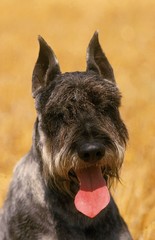 Giant Schnauzer Dog, Portrait with Tongue out (Old Standard Breed with Cut Ears)