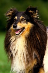 Fototapeta premium Shetland Sheepdog, Portrait of Adult Dog