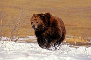 Naklejka na ściany i meble Kodiak Bear, ursus arctos middendorffi, Adult standing in Snow, Alaska