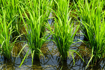 Fototapeta premium Rice seedlings growing on the farm of Taiwan.