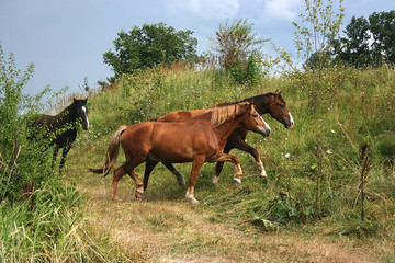 horses running across a rural field