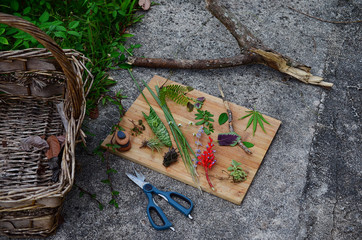 Collection of plants, puerto rican foliage. Leaves, sticks and flowers on wood slab. Natural...