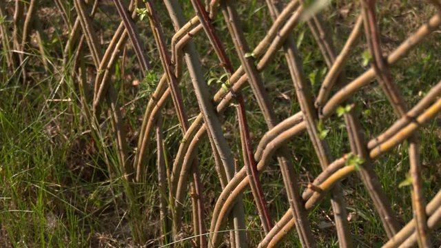 Fence wicker from the vine, texture. Wicker vine fence. Organic woven willow wicker fence panel suitable for crafts, picnic or gardening background
