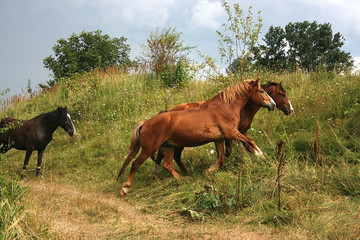 horses running across a rural field