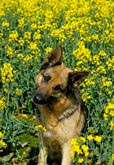 German Shepherd Dog standing in Canola Field
