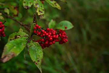 Bush with red berries in the forest