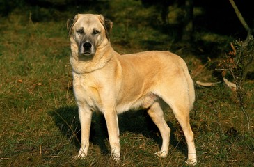 Anatolian Shepherd Dog standing on Grass