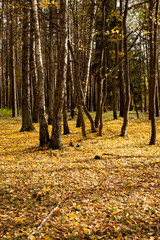 Obraz premium Landscape autumn time