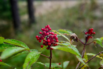 Bush with red berries in the forest