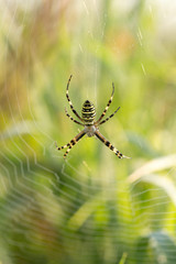 Spider web in the morning