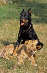 African Lion, panthera leo, Cub with Beauce Sheepdog