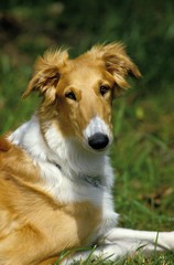 Borzoi or Russian Wolfhound, Portrait of Dog