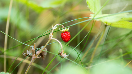 Ripe wild strawberry