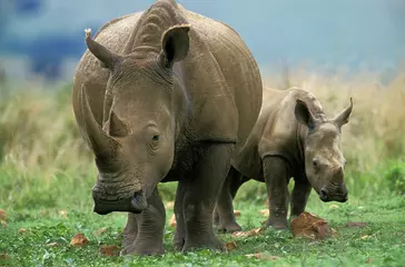 Selbstklebende Fototapeten White Rhinoceros, ceratotherium simum, Mother with Calf, South Africa © slowmotiongli