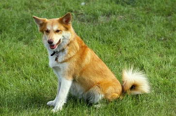Siberian Laika Dog sitting on Grass