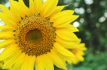 yellow sunflower flowers with petals and stamens,