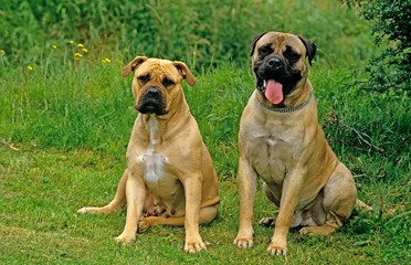 Mastiff and Bullmastiff Dog sitting on Grass