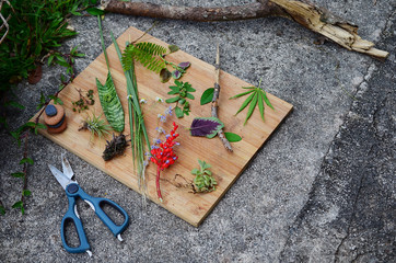 Collection of plants, puerto rican foliage. Leaves, sticks and flowers on wood slab. Natural...