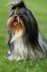 Shi Tzu Dog sitting on Grass with Tongue out