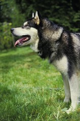 Alaskan Malamute Dog standing on Grass