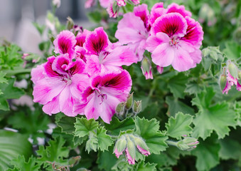 geranium blooming with bright flowers close up