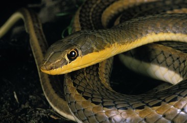 Schokar Sand Racer, psammophis schokari