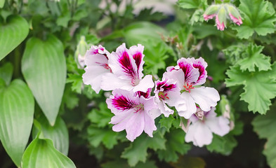 geranium blooming with bright flowers close up