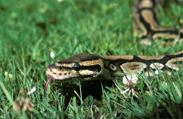 Royal Python, python regius with Tongue out