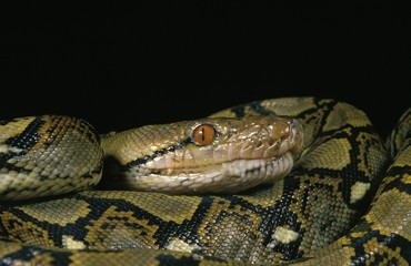 Reticulated Python, python reticulatus