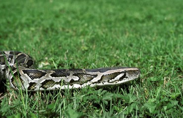 Indian Python, python molurus