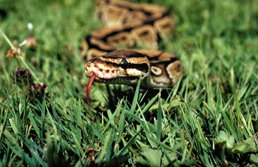 Royal Python, python regius with Tongue out