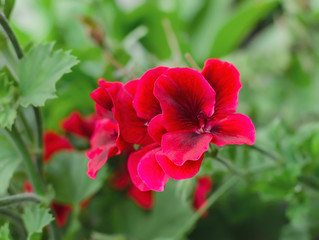 geranium blooming with bright flowers close up