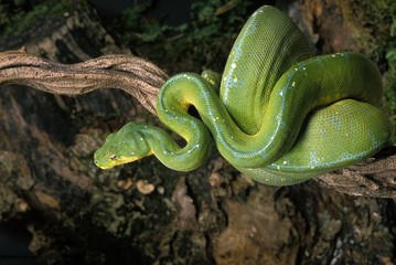 Green Tree Python, morelia viridis