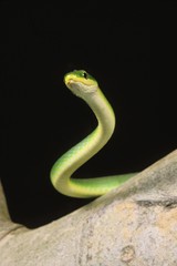 Obraz premium Green Snake, opheodrys major against Black Background