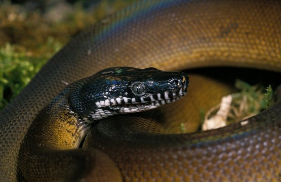 White Lipped Python, liasis albertisi