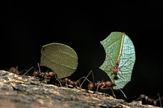 Leaf-Cutter Ant, atta sp., Adult carrying Leaf Segment to Anthill, Costa Rica