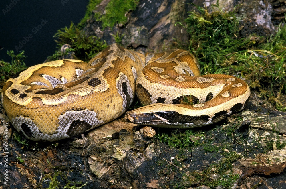 Wall mural blood python, python curtus