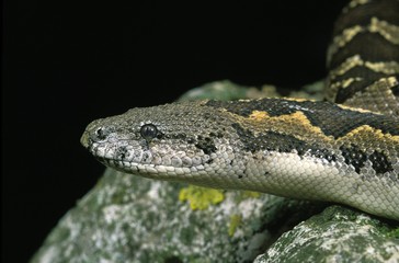 Sand Boa, eryx sp.