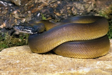 White Lipped Python, liasis albertisi