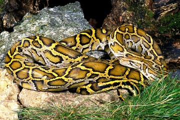 Indian Python, python molurus