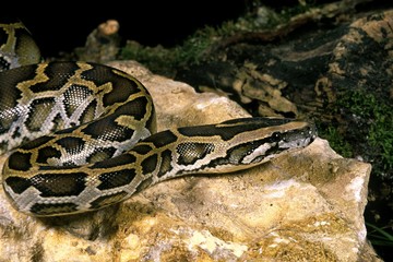 Indian Python, python molurus