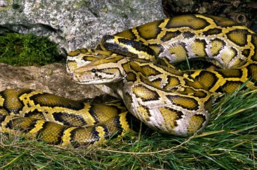 Indian Python, python molurus