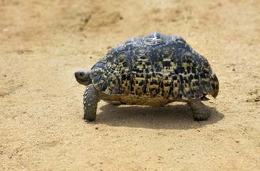 Leopard Tortoise, geochelone pardalis, Kenya